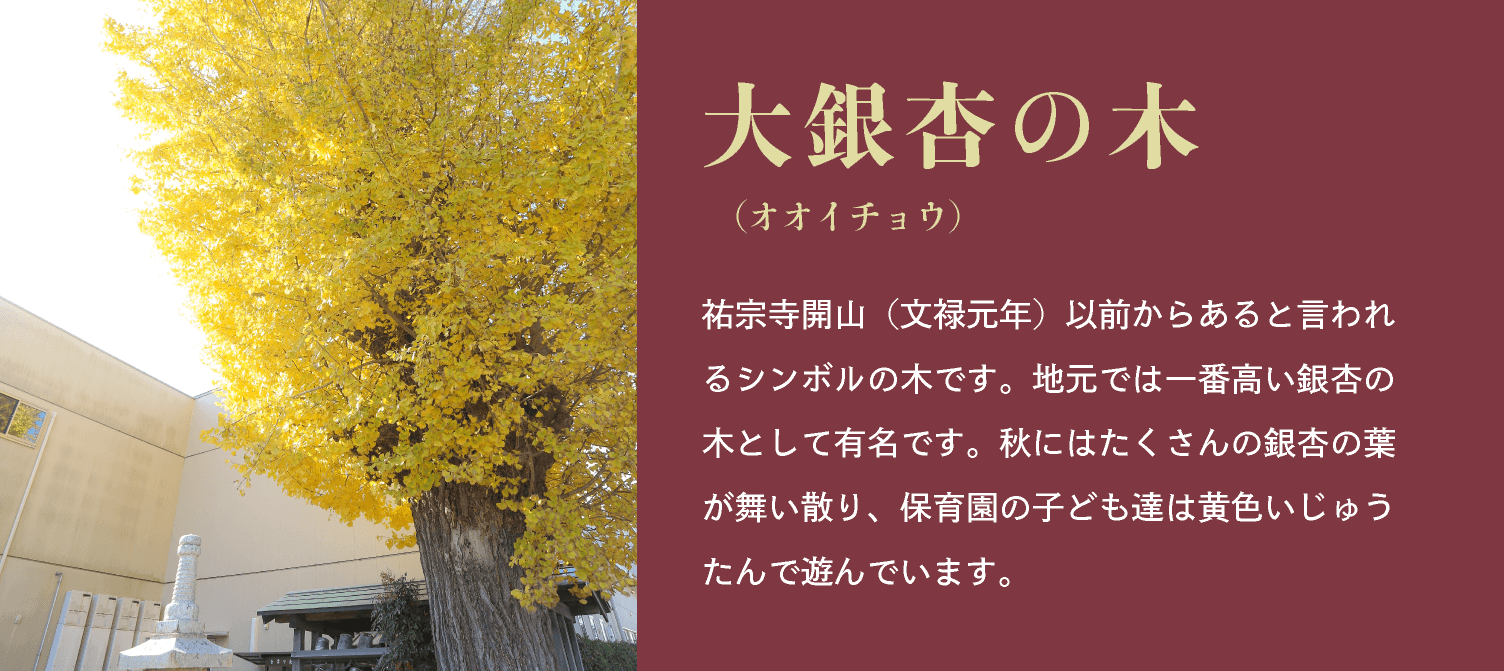 大銀杏（オオイチョウ）の木