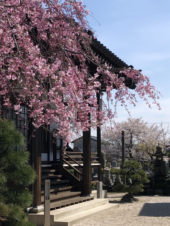 しだれ桜