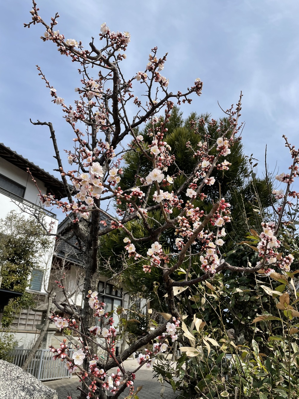 春の香りをお届けします 祐宗寺