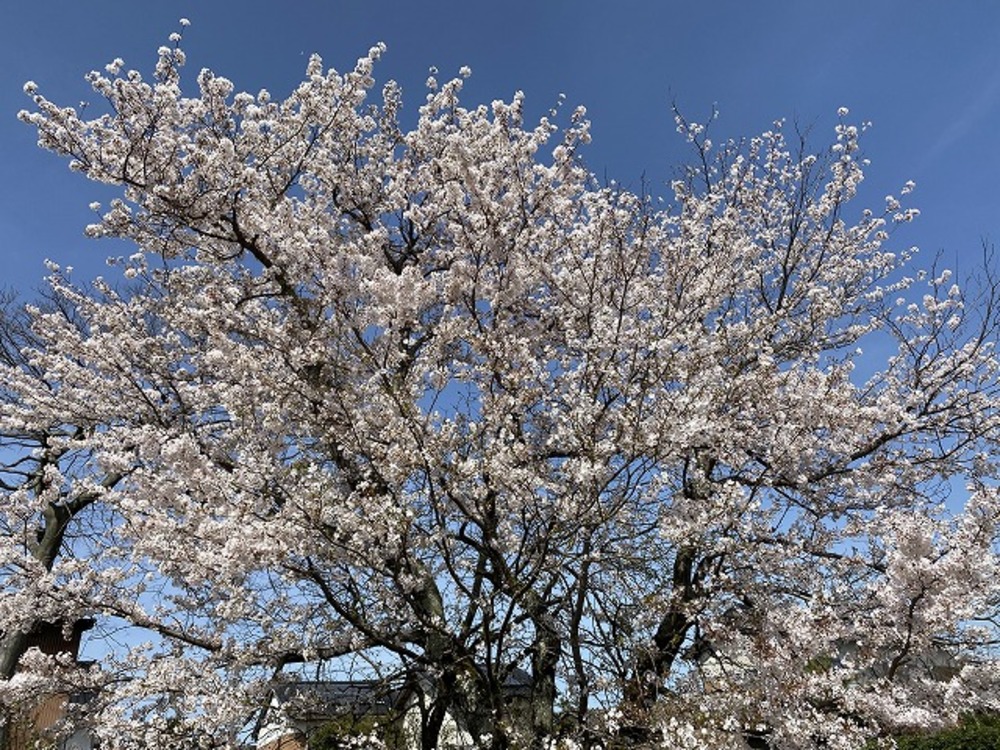 桜