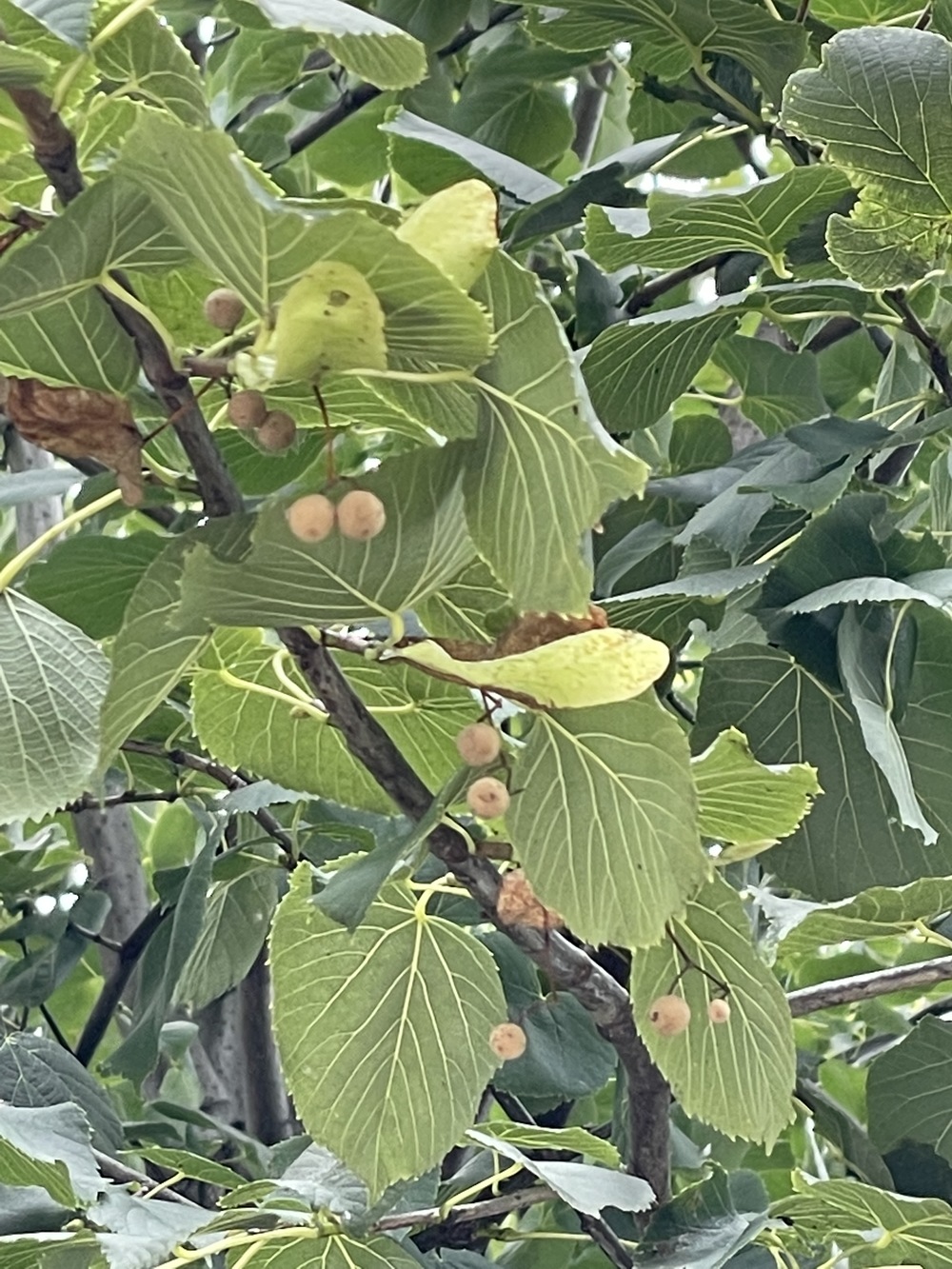 菩提樹