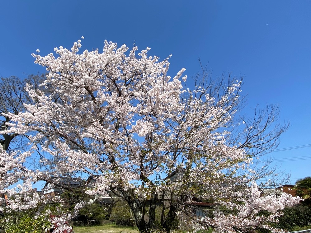 桜